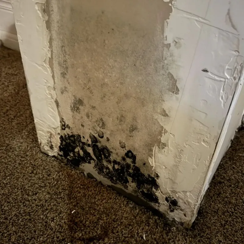Professional Mold Removal in Pinehurst, ID
